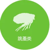 跳蚤防治