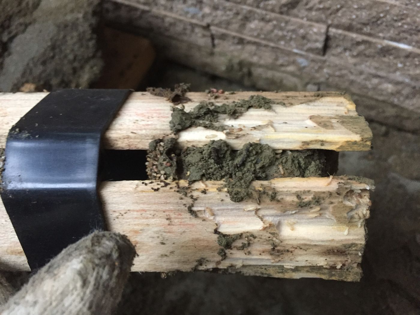 快立克环保白蚁防治现场记录：白蚁成虫特写（展示形态）