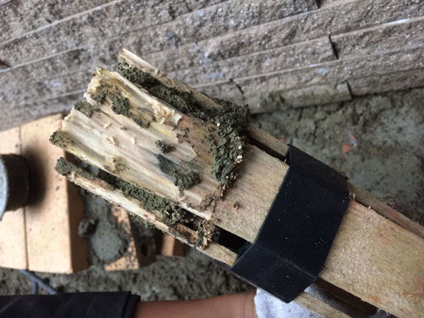 快立克环保白蚁防治现场记录：大量白蚁群体（密集分布）