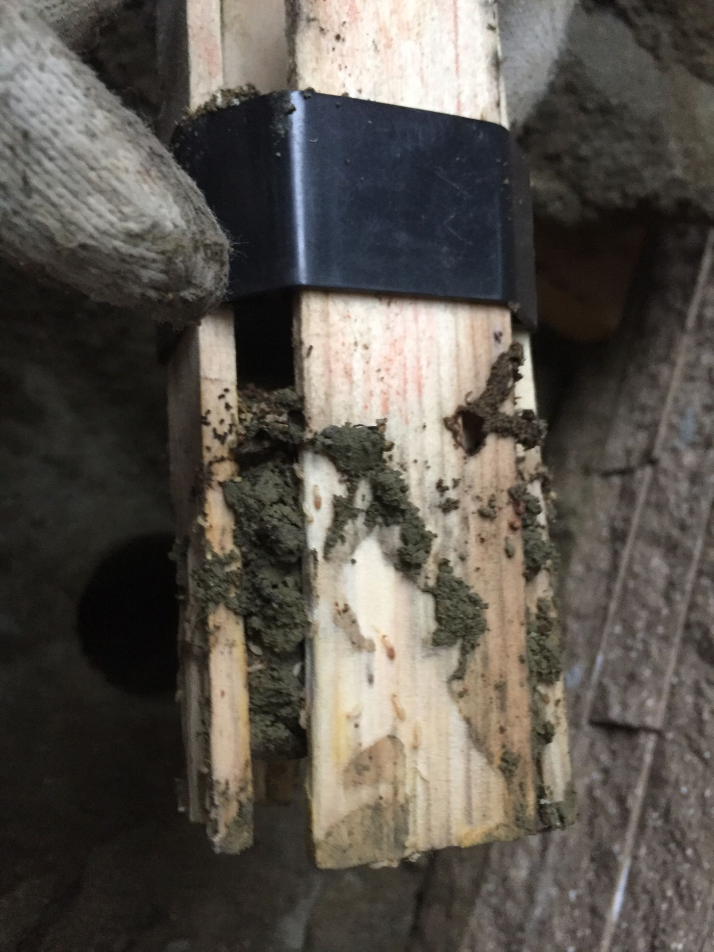 快立克环保白蚁防治现场记录:诱饵木上的泥土与黑色绑带