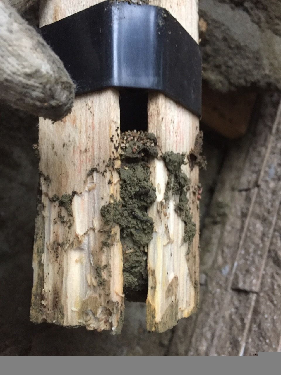 快立克环保白蚁防治现场作业实拍:白蚁饵站