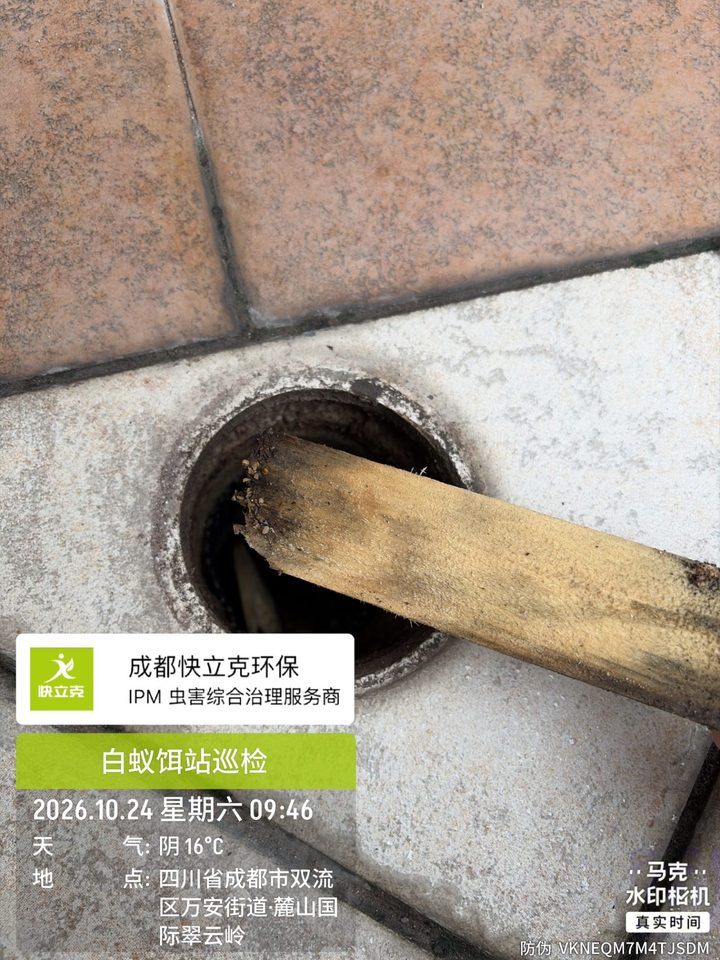 白蚁饵站开盖检查,引诱木条表面见取食与泥被痕迹(2026-10-24 现场实拍)