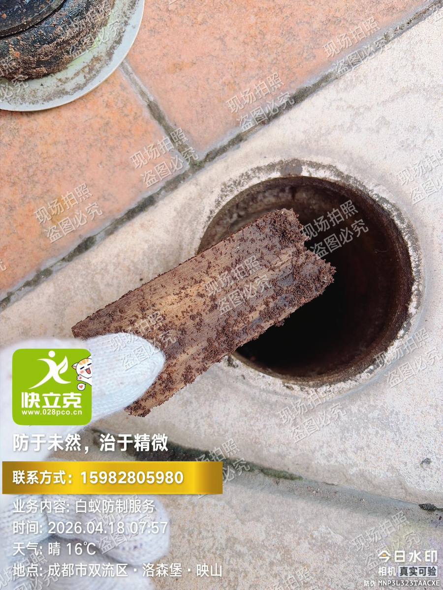 麓山国际别墅区白蚁防治｜接地木构件蚁路排查与标记