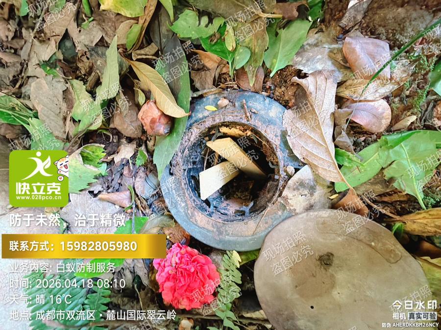 麓山国际别墅区白蚁防治｜门套与踢脚线部位钻孔处理