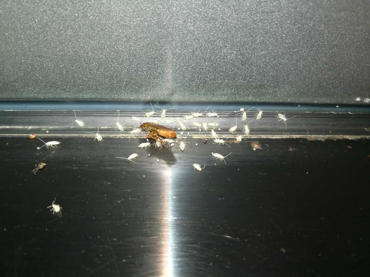 快立克环保灭蚊蝇现场记录:水面上的昆虫,展示灭蚊效果
