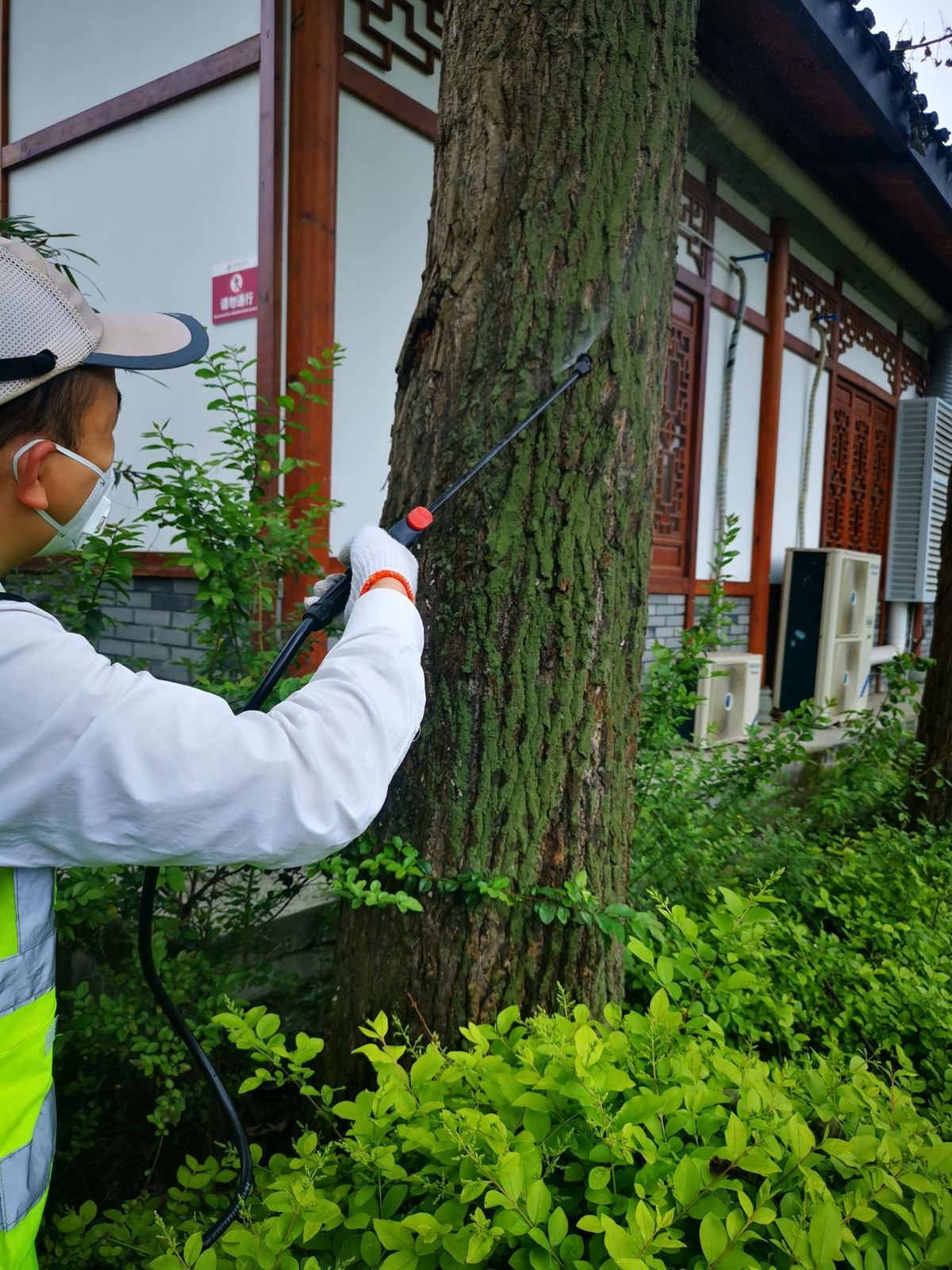 快立克环保环境或建筑现场作业实拍:工作人员在树木旁进行作业(可能绿化或虫害处理)