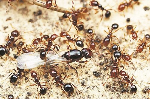 红火蚁是什么?遇到攻击性入侵生物怎么办|现场作业实拍