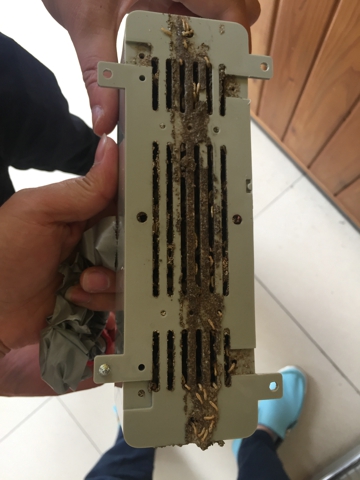泡桐树幼儿园白蚁防制