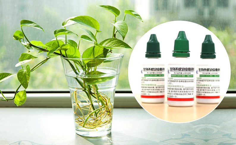 科学种养水生植物,防止蚊虫产卵孳生|现场作业实拍