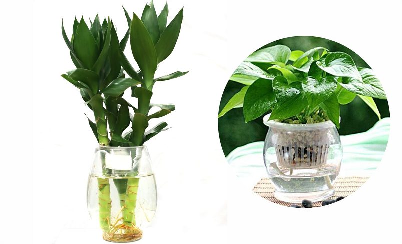 科学种养水生植物,防止蚊虫产卵孳生|现场作业实拍