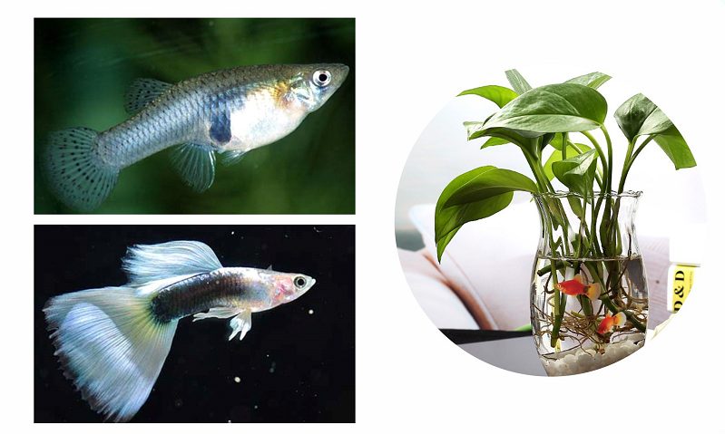 科学种养水生植物,防止蚊虫产卵孳生|现场作业实拍