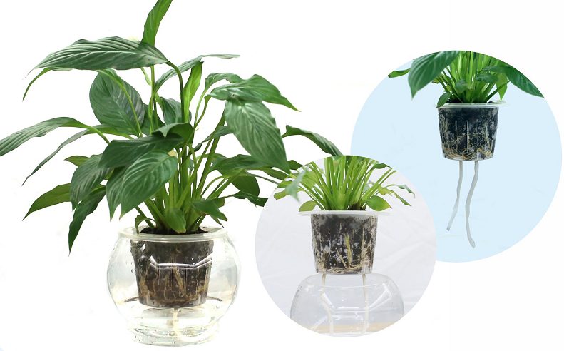 科学种养水生植物,防止蚊虫产卵孳生|现场作业实拍