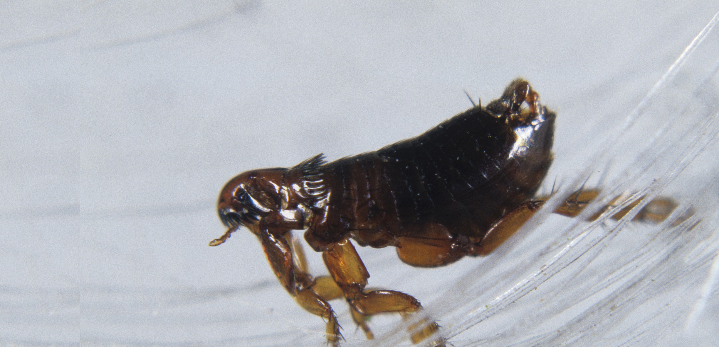 灭鼠除虫 > 跳蚤防治_成都快立克环保工程有限责任公司