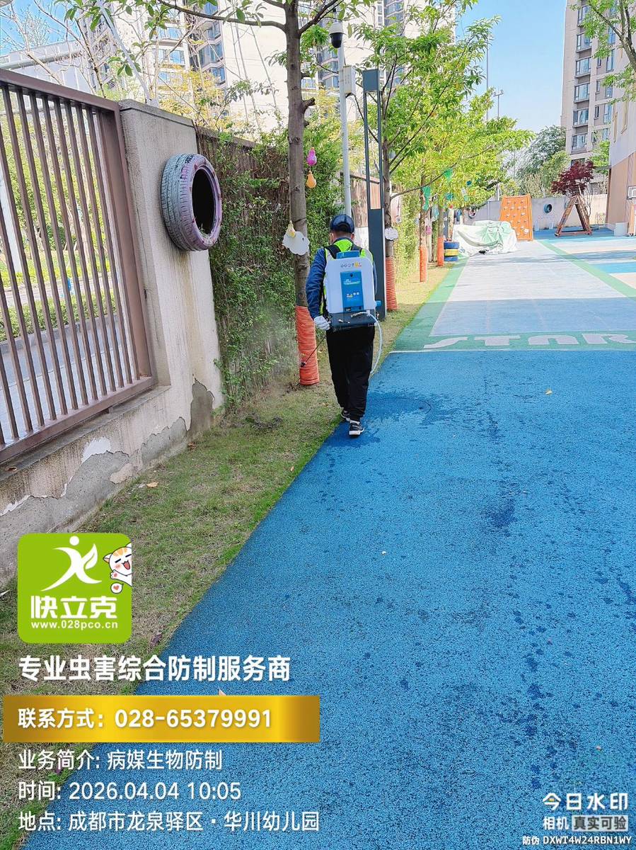 龙泉驿区华川幼儿园-开学前消杀-卫生间地漏与管道处理